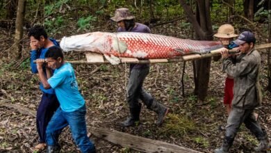 Pirarucu da Amazônia é pescado em outros lugares: alerta da Fama Amazônica sobre riscos ecológicos