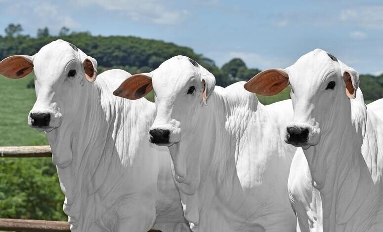 Lavagem de Gado: JBS é citada em investigação por compra irregular em terra indígena no Mato Grosso