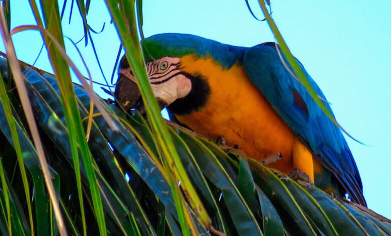 “Amazônia em Pé: Desenvolvimento que a COP30 Ignora”