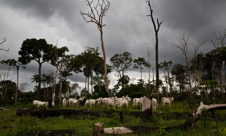 Fama Amazônica em Alerta: Justiça Freia Tentativa de Acordo que Favoreceria Maior Desmatador da Amazônia