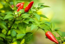 Ardor e sabor das pimentas da Amazônia