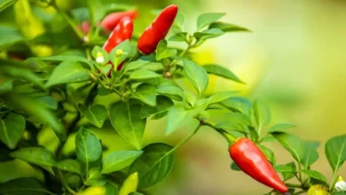 Ardor e sabor das pimentas da Amazônia