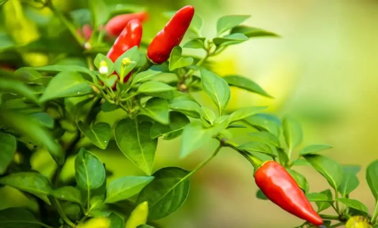 Ardor e sabor das pimentas da Amazônia